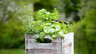 Why City Gardeners Prefer Balcony Herbs Over Decorative Plants This Season