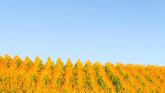 India’s Crop Choices Could Change If El Niño Brings Greater Water Stress