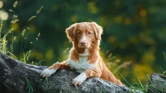 Why Damp Monsoon Walks Cause Paw Fungal Infections In Dogs And How To Prevent Them
