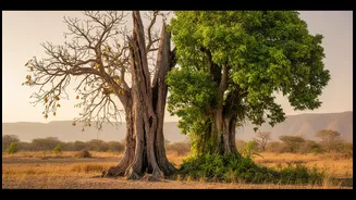 Drought Risk Across Tall And Small Tropical Trees: Why Tropical Forest Forecasting In A Hotter World Matters Beyond The Headline