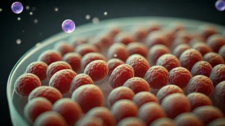 Gut health becomes the 2026 priority
