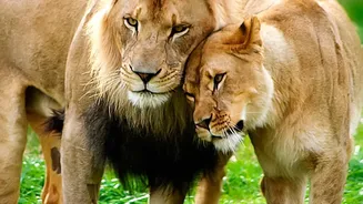 A Study Examines a New Stronghold Beyond Gir: Barda Lions