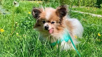 Um dos mais velhos cães do mundo morre aos 30 anos