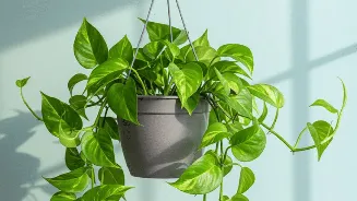 Where to keep money plant in home as per Vastu to attract wealth and positive energy