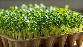 Recycled Cardboard Trays Are Ultimate Microgreen Growing Vessels Naturally