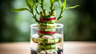 Lucky Bamboo: Avoid Common Growing Mistakes