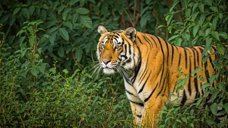 5 Prime Tiger Spotting Gates in North Indian National Parks