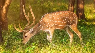 India's Forests Come Alive For Wildlife Enthusiasts This August