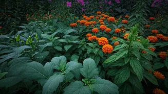 These Plants Thrive When The Rains Begin