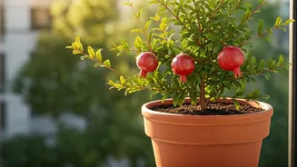 Balcony Growers Need This Pomegranate Reality Check