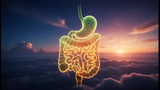 Why moving largest meal to midday improves gut health and sleep