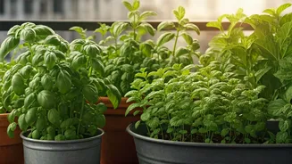 Chennai Balconies Can Become Tiny Herb Markets