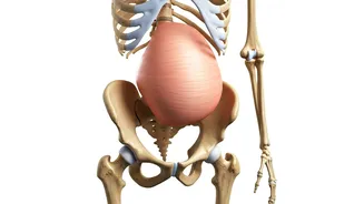 Unlock a Flatter Stomach: Posture, Not Fat, Might Be the Culprit!