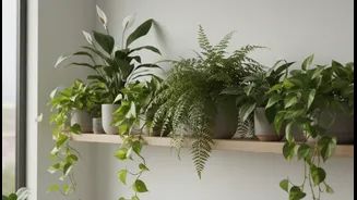 Easy Indoor Plants That Love Rainy Weather