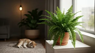Why Urban Indian Pet Owners Swear By Fern Varieties