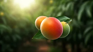 The Mango Marvel: Shri Kishan Suman's 'Sadabahar' - A Tri-Annual Fruiting Wonder