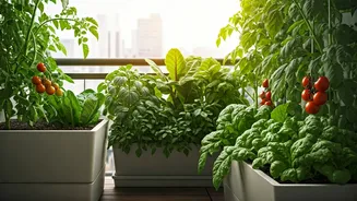 Grow Your Own Food: Balcony Vegetable Gardens Trend Big
