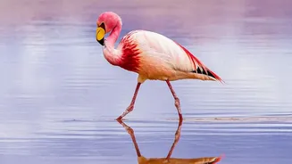 Migratory Bird Species Face Combined Threats Across Breeding and Wintering Grounds