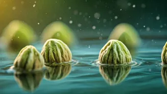 Moringa Seeds: Nature's Powerful Solution for Microplastic-Free Water