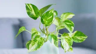 Why Pothos And Snake Plants Clean Bedroom Air Safely While Needing Minimal Sunlight On Desks