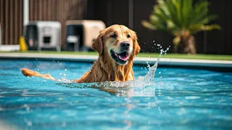 Weekend Summer Getaway Essential: Verified Pet Boardings With Pools
