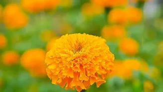 Why Chrysanthemums And Marigolds Are Must-Have October Flowering Plants For Indian Homes