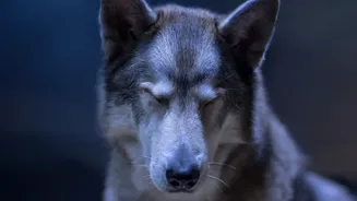 How To Spot Early Thunderstorm Anxiety Symptoms In Dogs And Calm Them