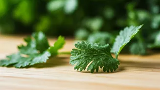 Keep Coriander Fresh: Easy Tricks for Longer Life