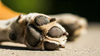 How To Identify Secondary Bacterial Infections In Dog Paw Pads