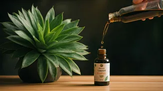 Your Indoor Leafy Plants Need Organic Seaweed Fertilizer This Summer