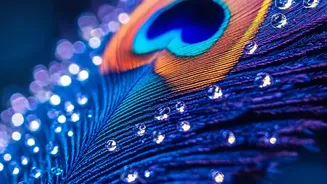 UN Geneva Receives India's First Peacock Donation Since the Indira Era