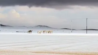 Why Is ‘Saudi Arabia Snowfall’ Trending On Google Trends Today? Is It Snowing In The Middle Eastern Country?