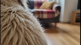 Raincoats Are Not Enough If Dogs Stay Damp After Walks
