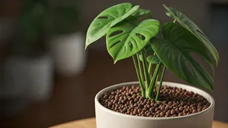 Soilless Planting Is The Guilt-Free Greenery Trend