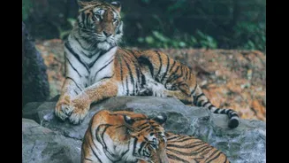 72 Tigers Dead At Thailand Tourist Park: What Is FPV, Suspected To Be Behind These Feline Deaths?