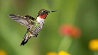 Hummingbird's Backward Flight: Science Explained!