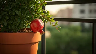 Pomegranate Plants Have Entered The Balcony Moodboard