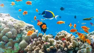 Lakshadweep Introduces Sustainable Travel Protocols To Shield Fragile Reef Marine Life From Over-Tourism
