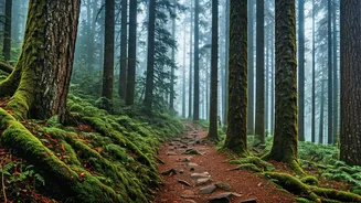 Northeast Backpacking Trails See Massive Surge In Solo Bookings