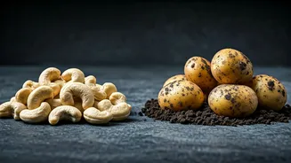 Jamtara Cashew Conundrum: Unpacking the Rs 30/kg Myth vs. 2026 Potato Price Reality