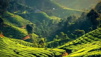 Scenic Coorg Workations: Coffee Plantation Stays Powered By High-Speed Fiber Internet Connectivity