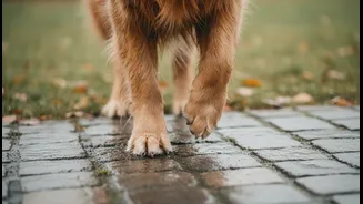Monsoon Damp Paw Protection: Why Foot Inspections Prevent Rainy-Day Fungal Infections In Dogs