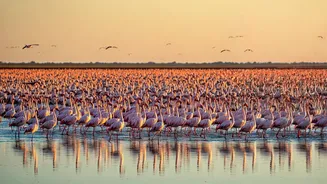 Maharashtra's Pink Spectacle: Your Guide to Experiencing the Annual Flamingo Migration