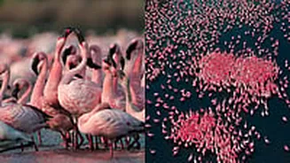 Flamingo Fever In Navi Mumbai! Don't Miss Your Last Chance To Watch This Visual Spectacle, Complete Guide To Locations, Timings & Best Views