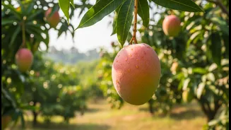 How readers can build summer travel plans around growers, orchards and local markets with Mango Festivals