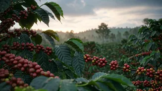 Coorg Coffee Estate Stays Discounted 50% From Late June