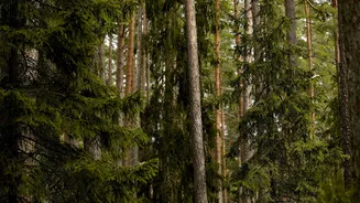 O segredo da regeneração: Estudo revela como a floresta"volta no tempo"para se salvar