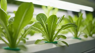 Urban Greens Are Getting A Soil-Free Glow-Up