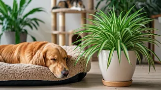 Safe Plants Are The New Pet-Parent Priority