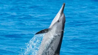 No Feeding, Touching or Loud Pursuit Belongs in Responsible Dolphin Watching